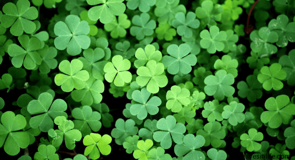 clover effects on tomatoes plants