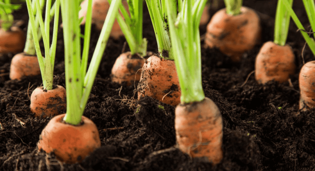 effects of carrots on soil for planting tomatoes