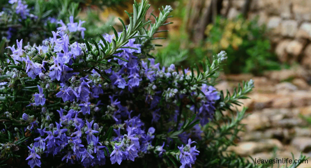 effects of planting rosemary near tomatoes