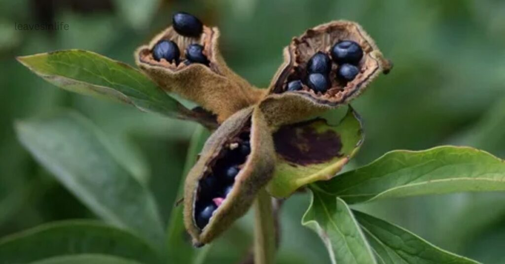 Peony Seed Planting