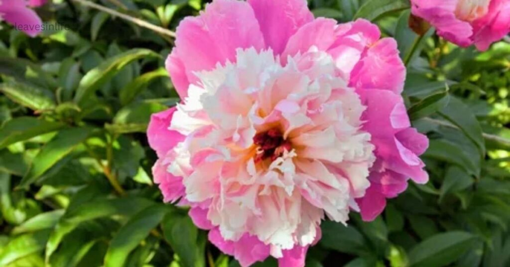 herbaceous peony