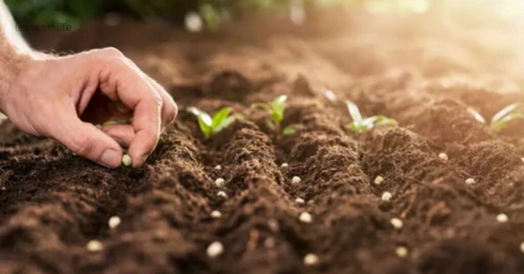 planting peony seeds