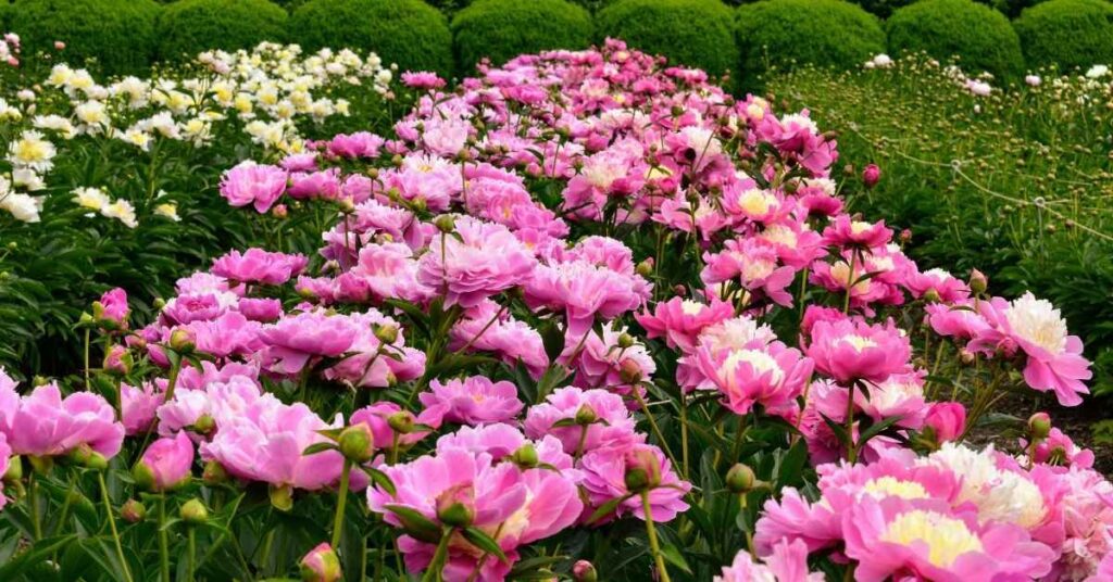 Peony Plant Care