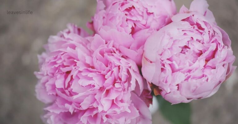 peony seed planting