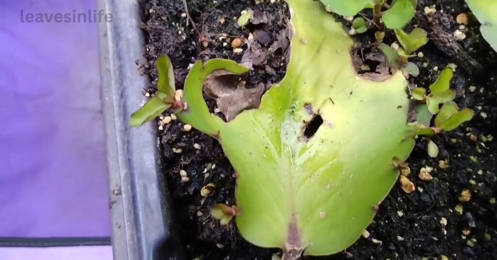 Soil: The Foundation of Growth