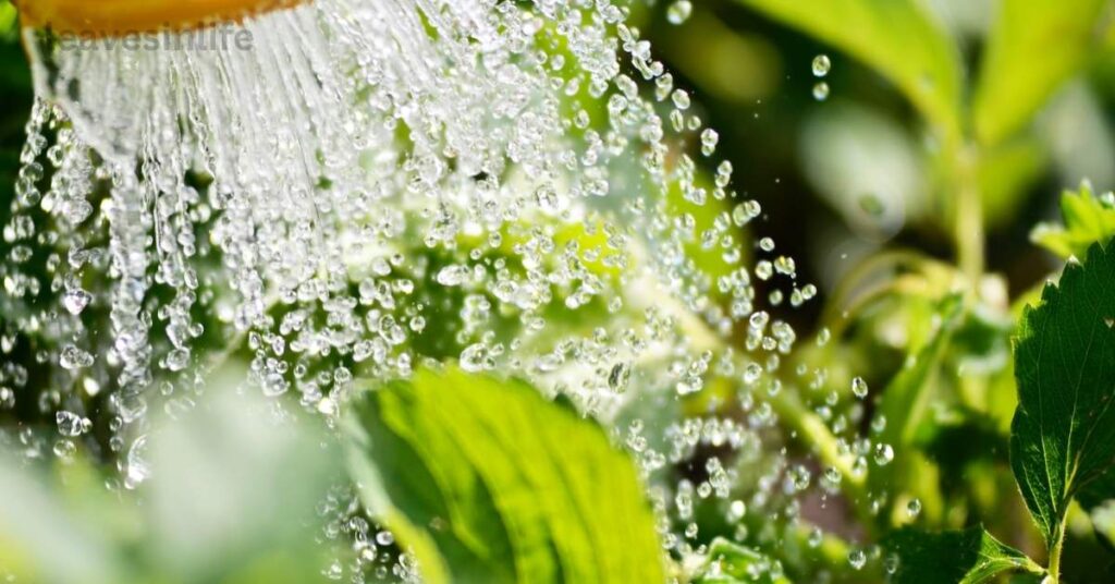 Watering leaf of life