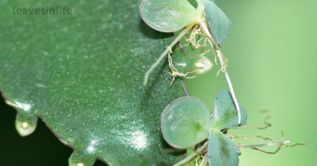 Propagation: leaf of life