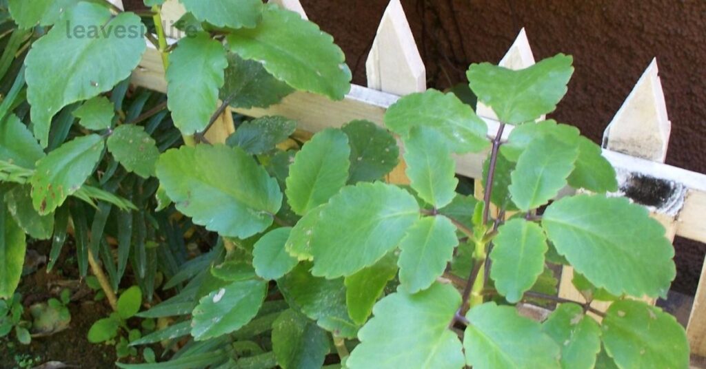 Leaf of Life