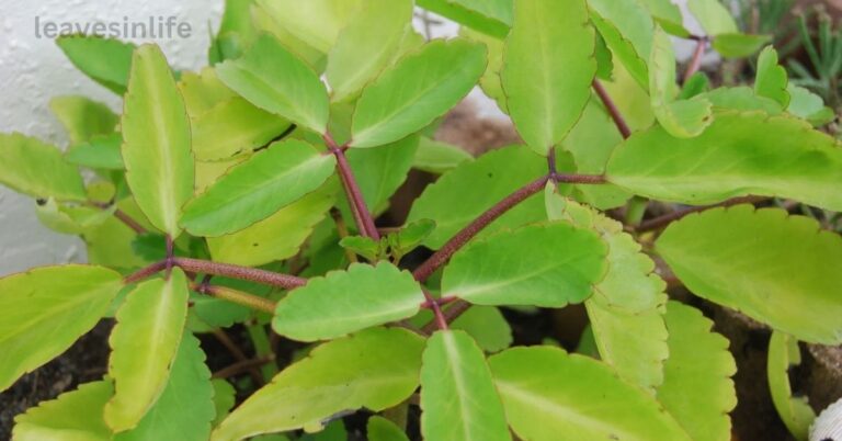 leaf of life
