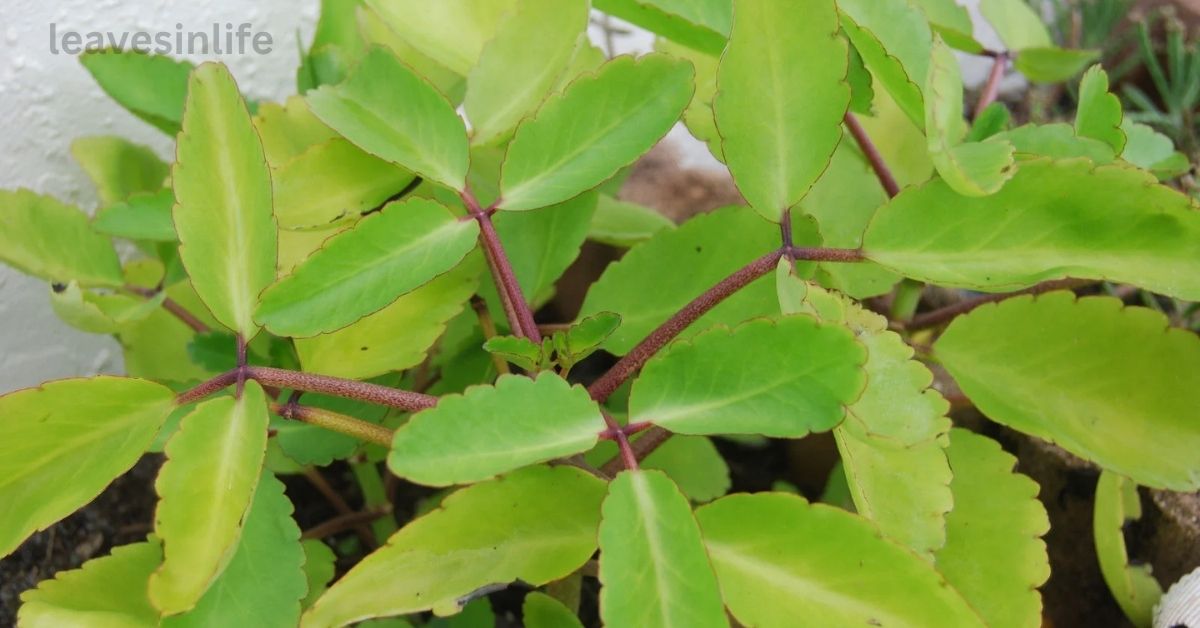 leaf of life
