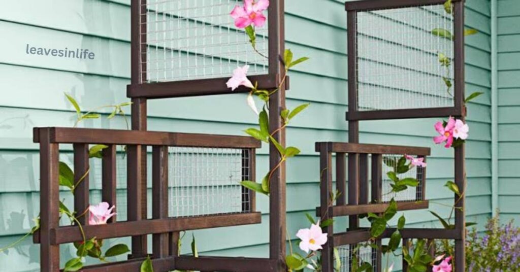 Top Trellis Beauties for Your Garden