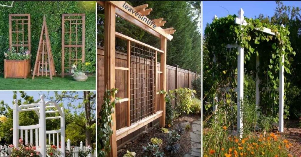 Maintenance Tips for Trellis Beauties