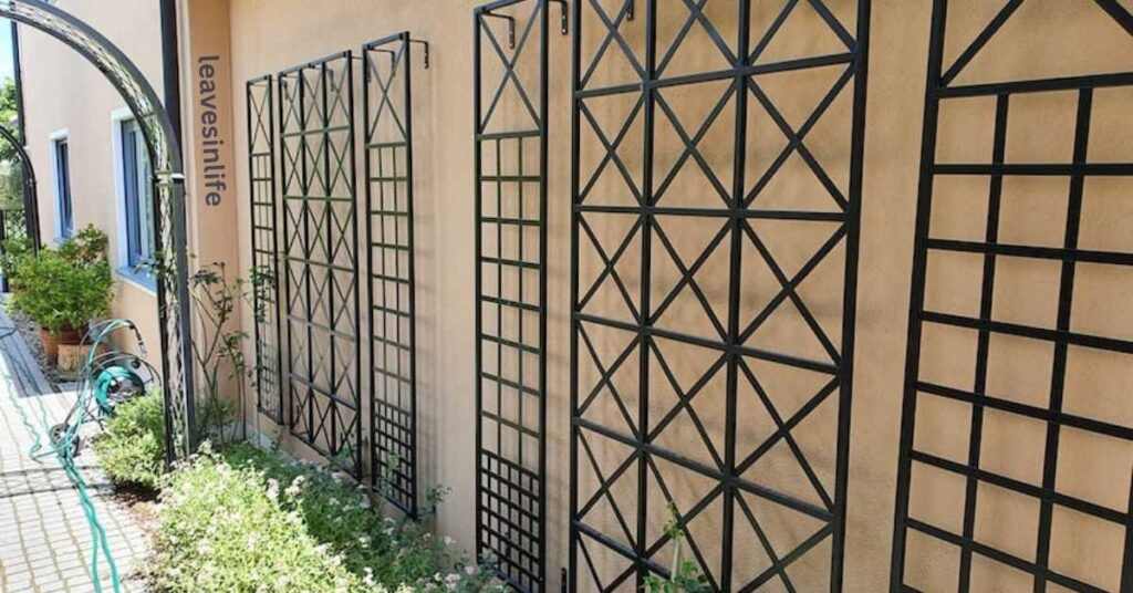 Trellis Beauties