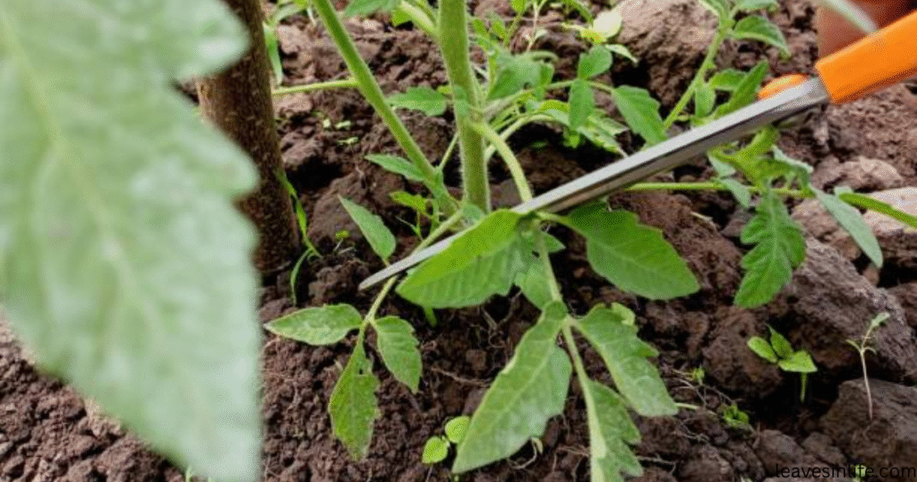 trimming lower leaves of tomato plant