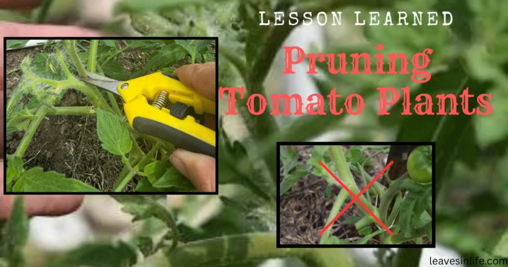 common pruning mistakes
