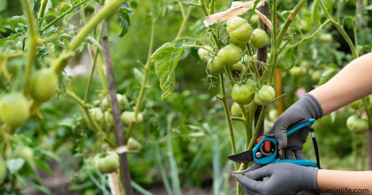 when and how to prune tomato plants