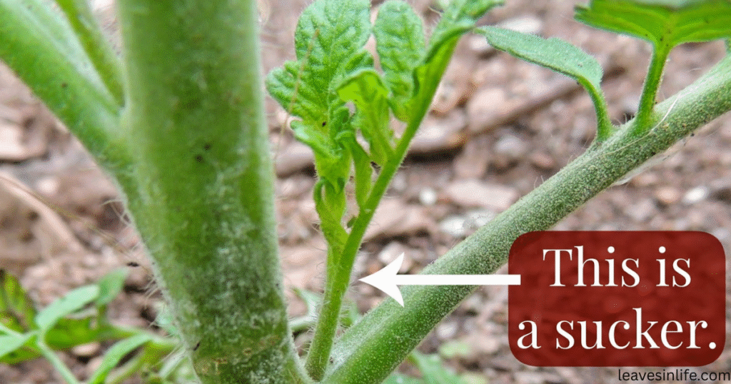 what is a sucker in tomato plant
