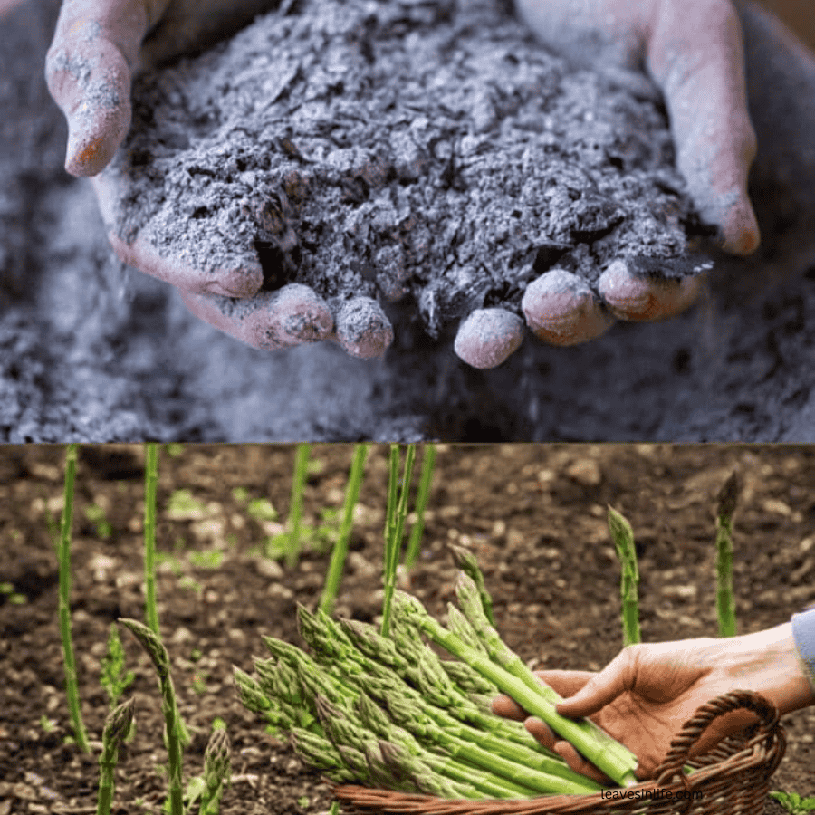 wood as as fertilizer
