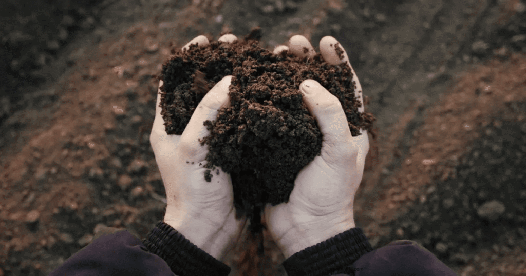 compost as best organic fertilizer for tomato plants