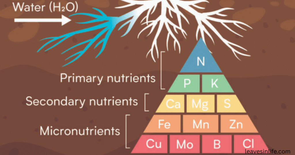 Nutrients that a tomato plant needs