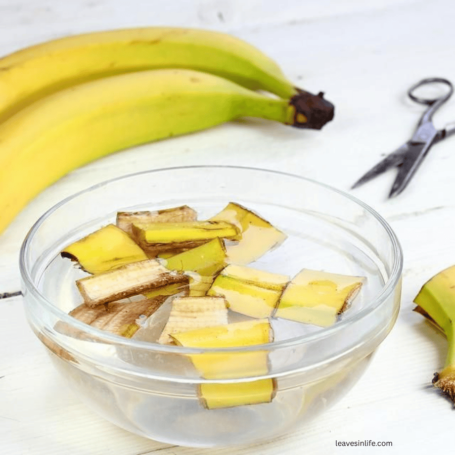 how to make banana peel fertilizer for tomato plants