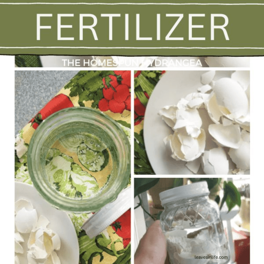 homemade egg shell fertilizer