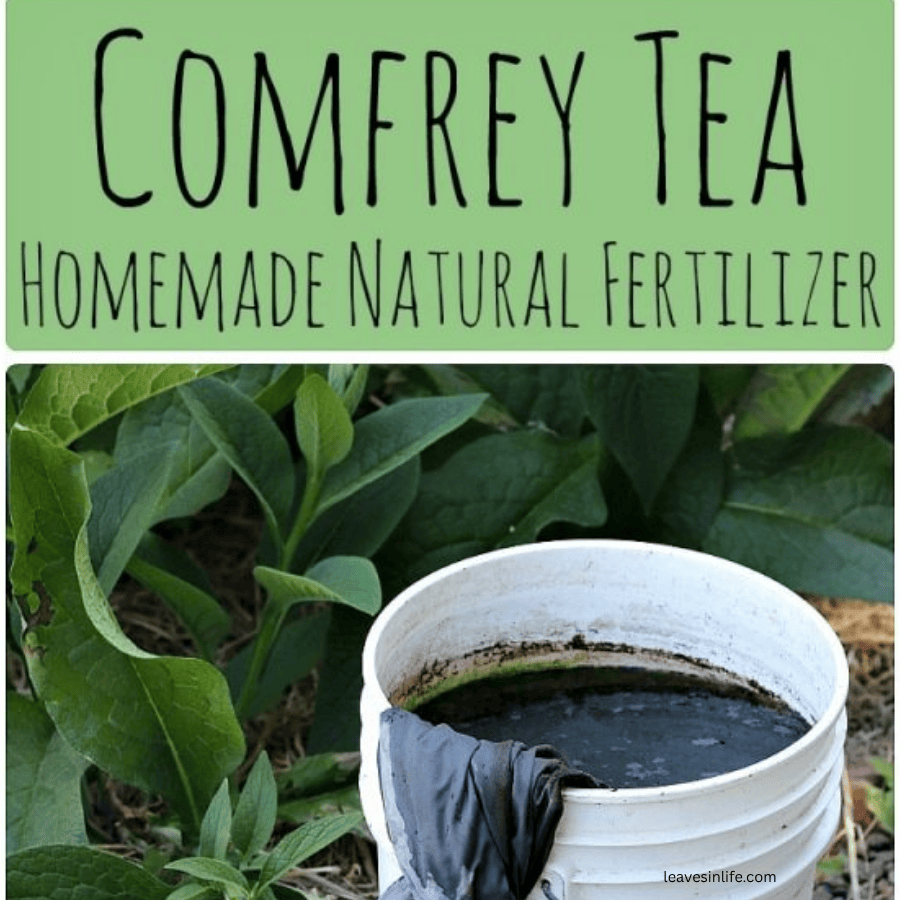 tea leaves fertilizer diy