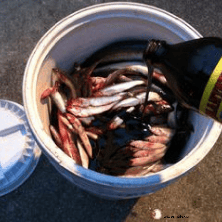 how to make fish emulsion at home