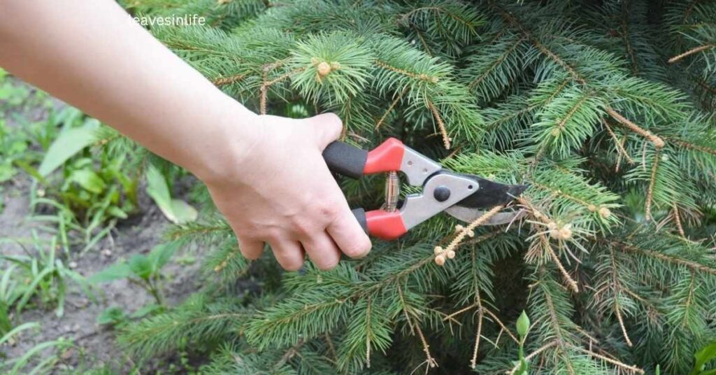 Pruning and Protecting Your White Spruce
