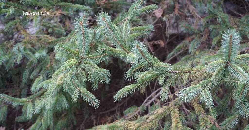 White Spruce Planting